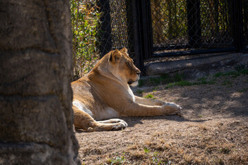 Fototapeta na wymiar Female Lion Laying on Dry Grass During the Day Time