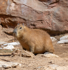 Marmots Standing Still and Looking Straight