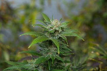 Cannabis flower close up