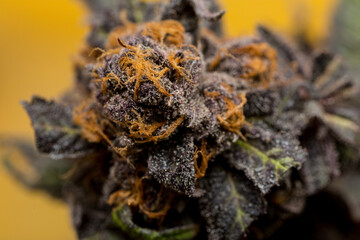 Cannabis close up macro