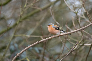 Male Chaffinch on a branch in the garden