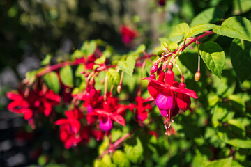 Fuchsia flowers hanging down from a branch in the sunshine.