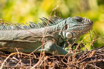Iguana iguana