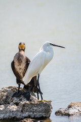 Small white heron, or Little egret, Egretta garzetta, and Great cormorant, Phalacrocorax carbo, sitting on a cliff and looking for fish in shallow water