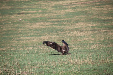 eagle about to fly