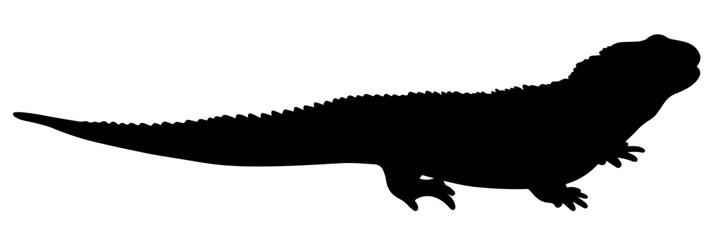 tuatara vector silhouette isolated on white