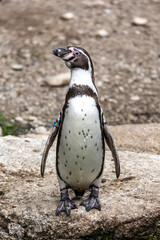 Humboldt Penguin, Spheniscus humboldti in a park