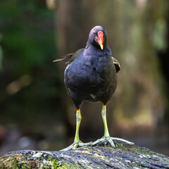 Common moorhen Gallinula chloropus also known as the waterhen or swamp chicken