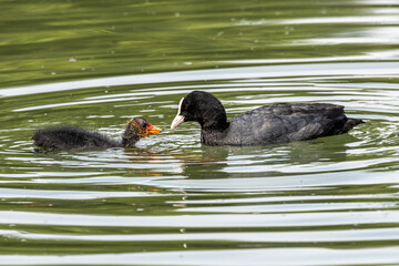 The Eurasian coot, Fulica atra swimming on the Kleinhesseloher Lake at Munich, Germany