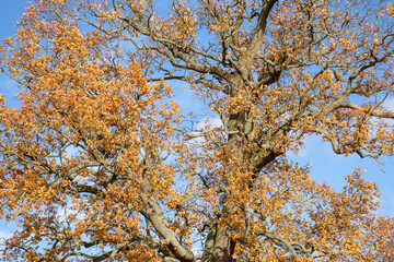 tree in autumn