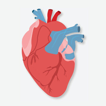 Human Heart vector illustration