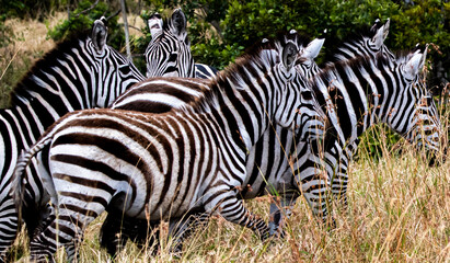 Fototapeta na wymiar Heard of Zebras in the Masai Mara.