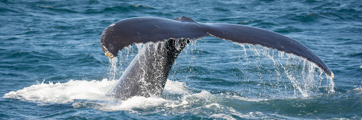 Diving Whale Fluke off Cape Cod