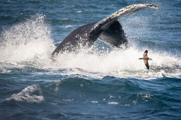 Diving Humpback Whale off Cape Cod