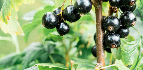 Branch of black currant from the village garden. BIO and raw food .
