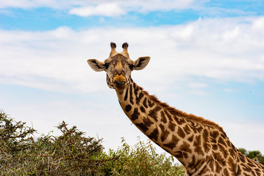Giraffe against a blue sky. Photographed in the Masai Mara. 