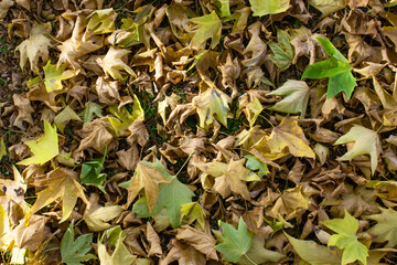 Autumn leaves in the forest