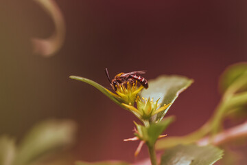 bee on a flower