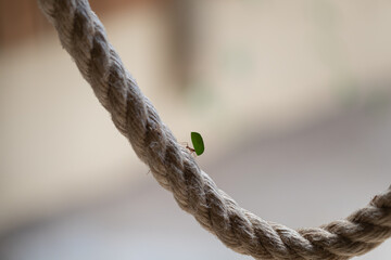 close-up shot of ants carrying leaf on rope