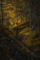 dusk atmospheric enchanted forest wild autumn aesthetic nature scenic view with golden October season foliage and moss, vertical photography