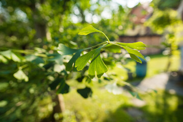 Fototapeta na wymiar Ginkgo biloba green leaves on a tree in Slovakia. Leaves with sunlight. Garden tree.