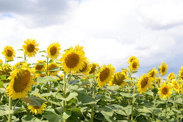 Obraz premium A field of large yellow sunflowers on a background of a blue sky with clouds. Background with place for text