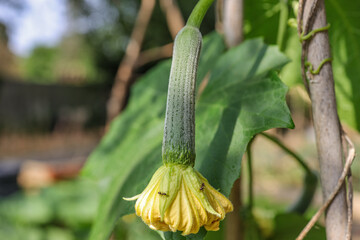 Sponge gourd with flower on the branch.Luffa aegyptiaca, the sponge gourd, Egyptian cucumber or...