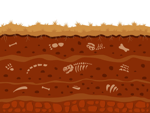 Dinosaur fossil in soil underground. Dirt animal bones and skeletons in ground, extinct archeology in earth, land or field. Antique skulls. Paleontological vector cartoon layers background