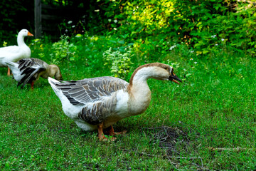 A flock of geese in the countryside
