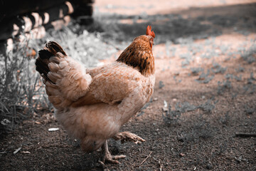 Photo of a chicken in the village