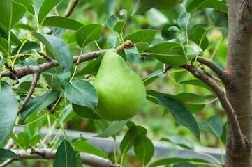 ripe pears on the tree. juicy fruits in the garden. sweet pears on the background of the garden. fruit growing concept