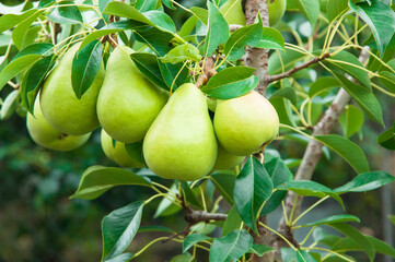 ripe pears on the tree. juicy fruits in the garden. sweet pears on the background of the garden. fruit growing concept