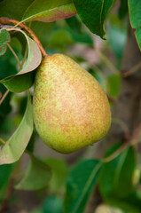 ripe pears on the tree. juicy fruits in the garden. sweet pears on the background of the garden. fruit growing concept