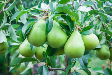 ripe pears on the tree. juicy fruits in the garden. sweet pears on the background of the garden. fruit growing concept