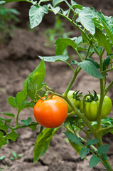 red tomatoes in the garden. ripe fruits on tomato bushes. juicy young vegetables in the garden. ketchup cooking concept.