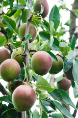 red pears on a branch in the garden. sweet fruits on the tree. the concept of making pear jam.
