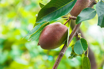 red pears on a branch in the garden. sweet fruits on the tree. the concept of making pear jam.