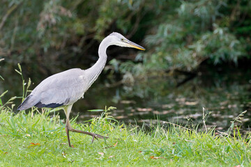 Grey heron (Ardea cinerea), the Netherlands