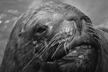 sea wolf , animals , black and white photography