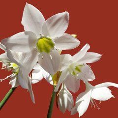 Eucharis, flor branca 