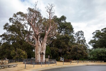Giant Boab Gija Jumulu tree in Kings Park and Botanic Garden, Perth, Western Australia