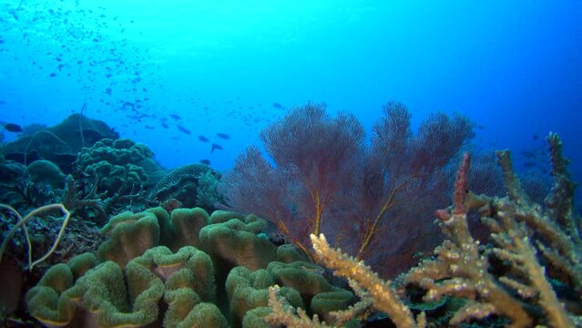 Underwater shot of healthy reef covered in various coral and tropical fishes