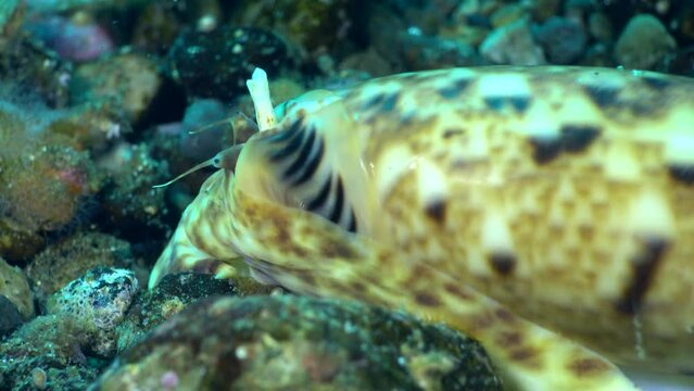 Underwater shot of cone snail moving on sandy/rocky bottom