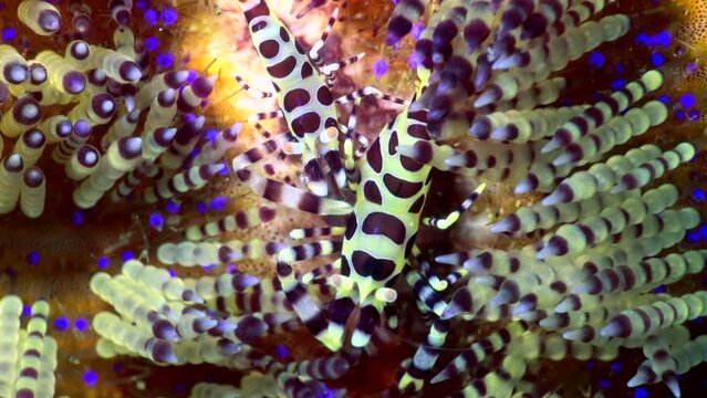 Underwater Shot Of 2 Coleman Shrimp On Fire Urchin