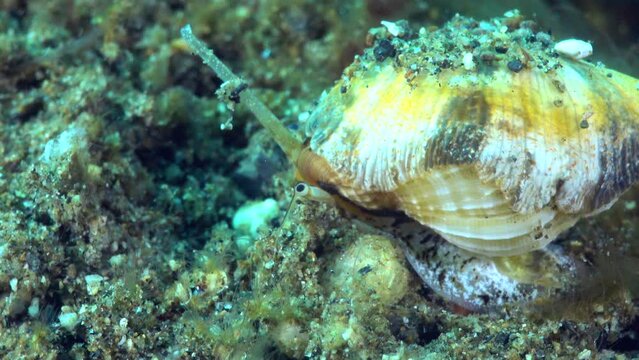 Underwater shot of cone snail with its siphon extended checking around