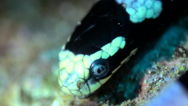 Close underwater shot of head of banded sea krait