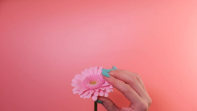 Simple turquoise gel nail design. Female hand touching gerber flower
