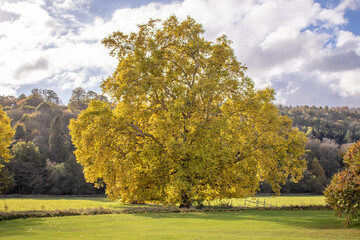 Autumn trees in the countryside.