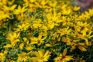 Yellow flowers of whorled Coreopsis ( lat. Coreopsis verticillata )
