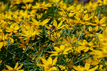 Bumble bee on yellow flowers of whorled Coreopsis ( lat. Coreopsis verticillata )